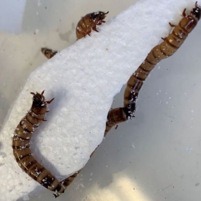 Several worms crawl over a block of polystyrene, some of them munching into it